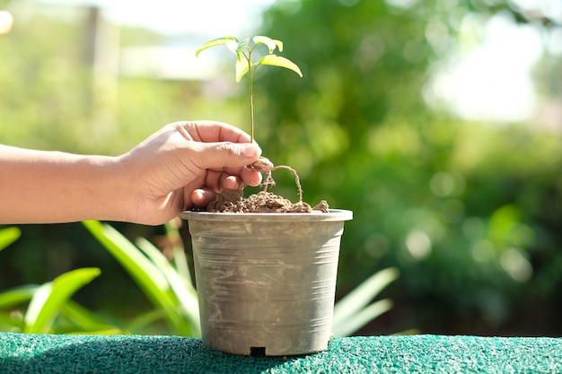 写真 植木鉢に小さな植物を置く手