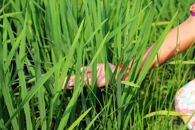 Foto una mano si allunga per toccare l'erba verde.