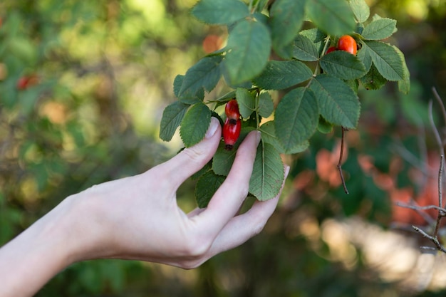 Photo the hand reaches for the rose hip