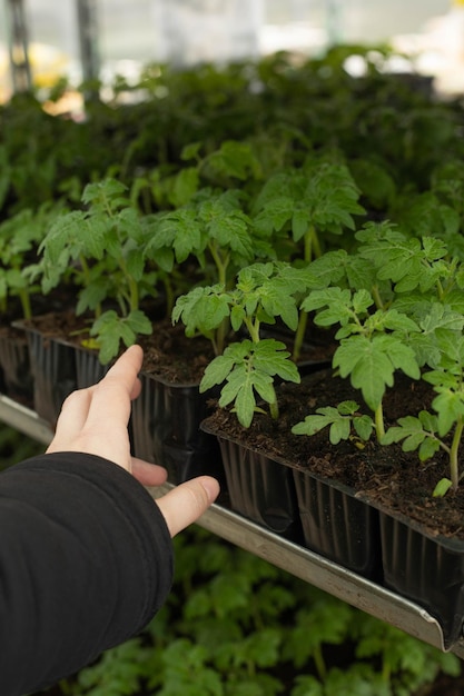 The hand reaches for the seedling