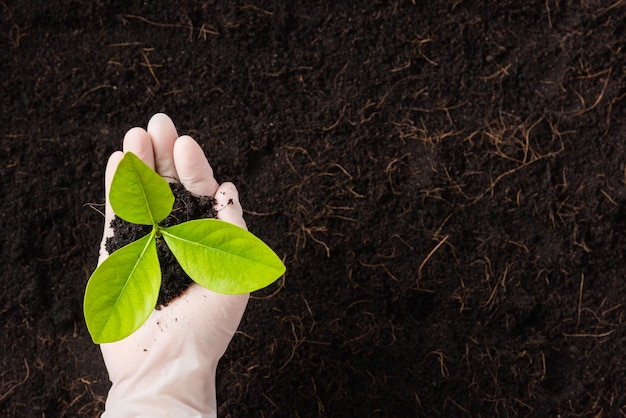 Hand of researcher woman wear gloves seedlings are a green tree growing planting