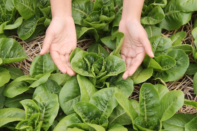 Foto la donna di hand che raccoglie la romaine