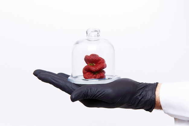 Hand of scientist with strawberries of strange unusual shape under glass cap 