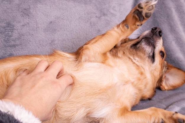 Hand scratches the belly of a dog
