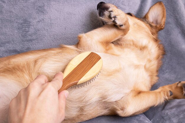 Hand scratches the belly of a dog