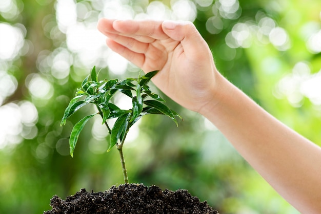 Photo hand and seedling