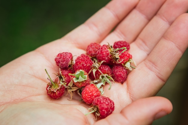 Hand showing some wild raspberries