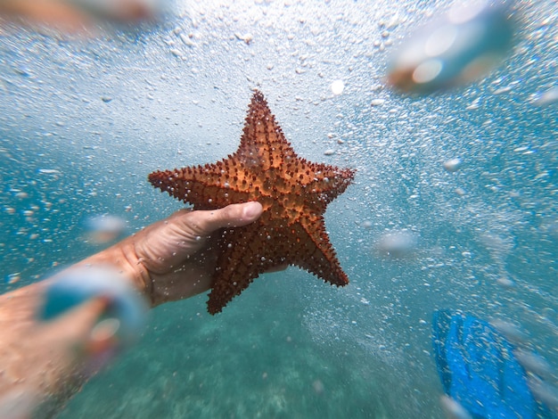 Рука сноркелера, держащего морскую звезду под водой
