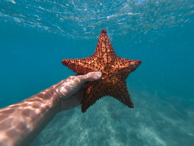 Hand of snorkeler holding starfish underwater