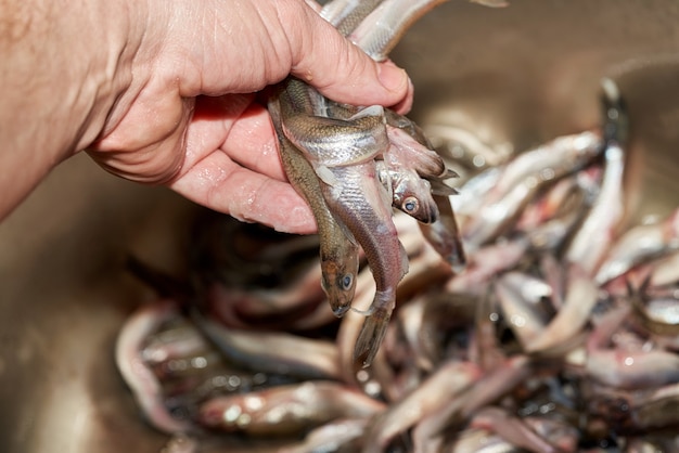Hand sorteert de vangst van verse rauwe spiering vis gevangen in de zee