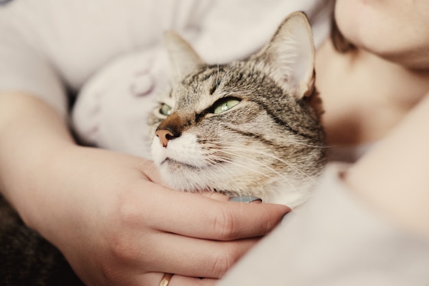 hand strijkende kat, grappige gelukkige snuit van kat glimlacht