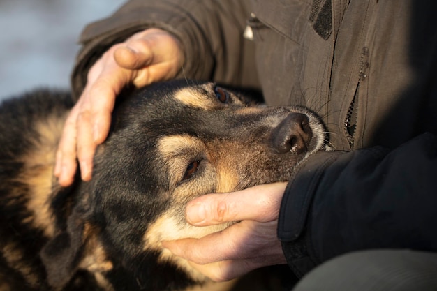 The hand strokes the dog with sad eyes