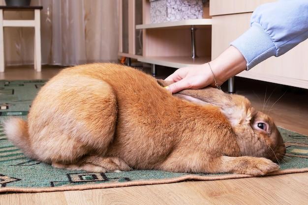 Hand strokes a large red rabbit closeup