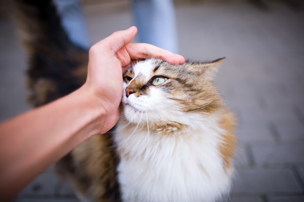 Hand stroking a cat.