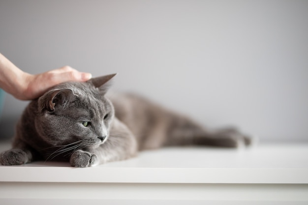 hand stroking a fluffy gray cat that lies on a white dresser