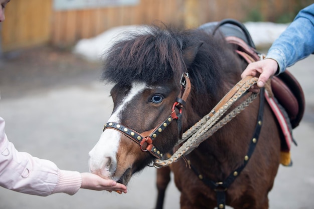 ポニー馬を撫でる飼い主と馬