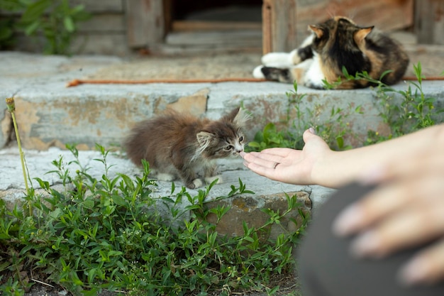 写真 庭の猫の手を取る 庭のペットを手に取る 夏の街路の猫