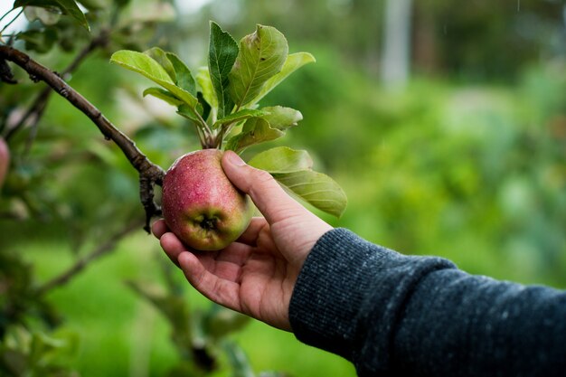木からリンゴを取る手。