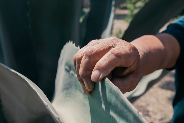 Hand taking a green agave or maguey plant