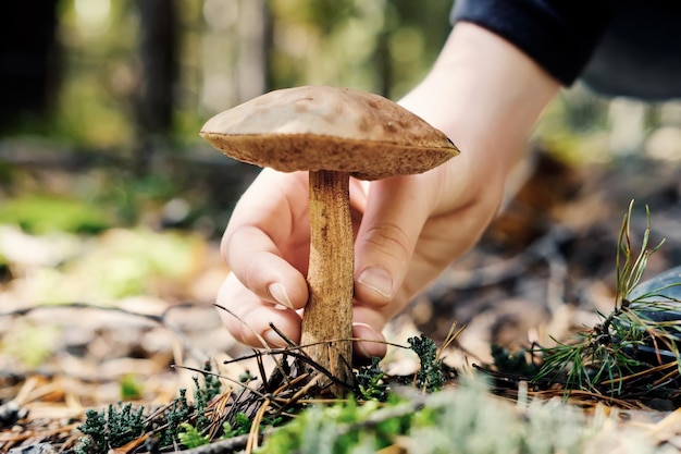 Hand of teenager picking boletus mushroom in sunny forest Selective focus closeup