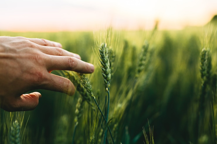 Photo the  hand that touches the green wheat spikes at sunset
