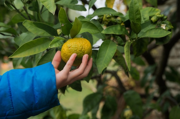 Hand of a toddler checking on a ripening tangerine growing on a tree