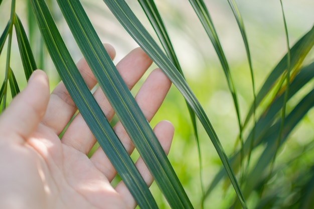 Tocco di mano verde foglia di palma.