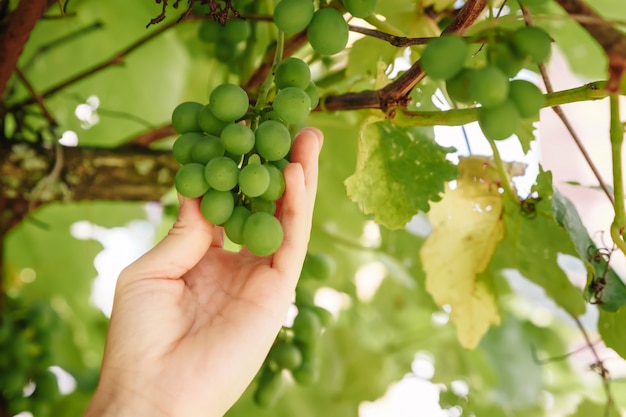 hand touch the harvest of the grapes. Farmer examining growing grapes