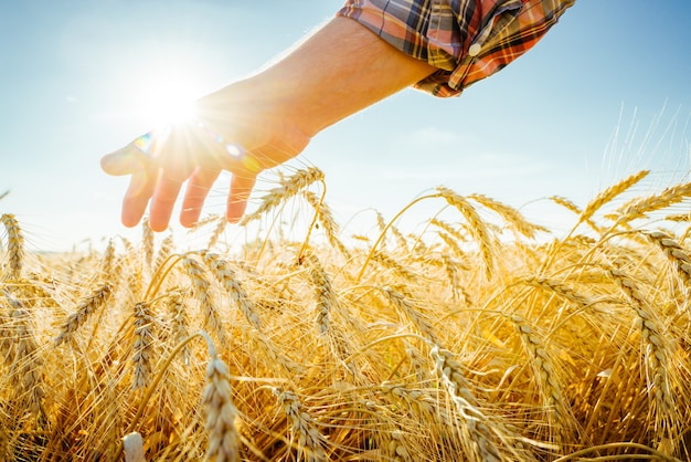 Photo the hand touches the ears of barley. farmer in a wheat field. rich harvest concept.