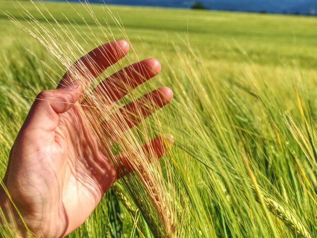 Hand touches ears of rye oats green ears with seeds of cereals rye wheat oats a farmer leads field