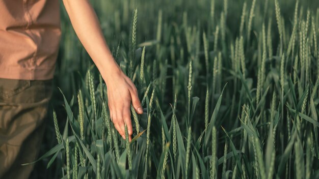 The hand touches the ears of wheat in the field