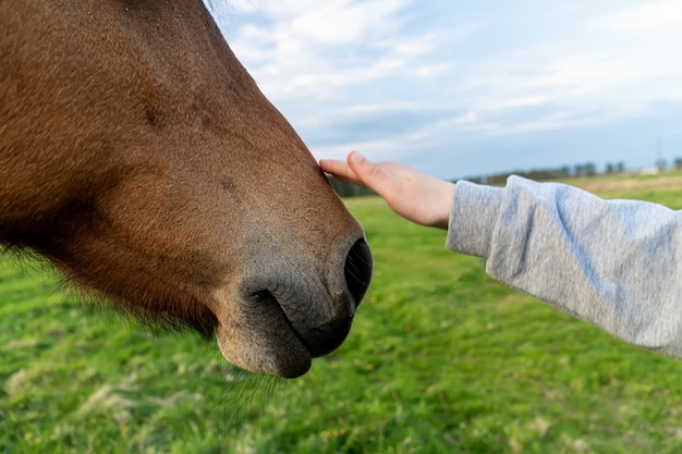 Hand touches horse's head close up