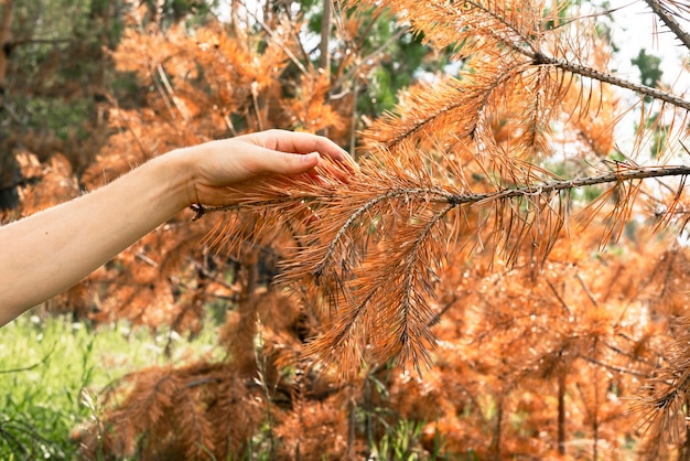 Hand touching dried branch pine tree in yellow orange needles crown after fire and abnormal drought