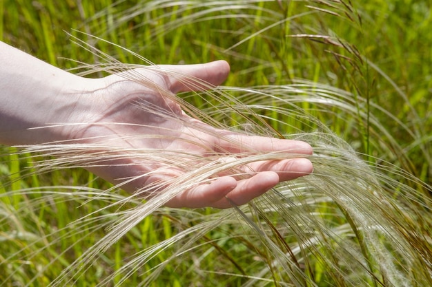 草に触れる手農村生活の健康の概念を示す牧草地で草を収穫する手のクローズ アップ