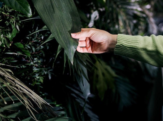 Foto mano che tocca foglia verde