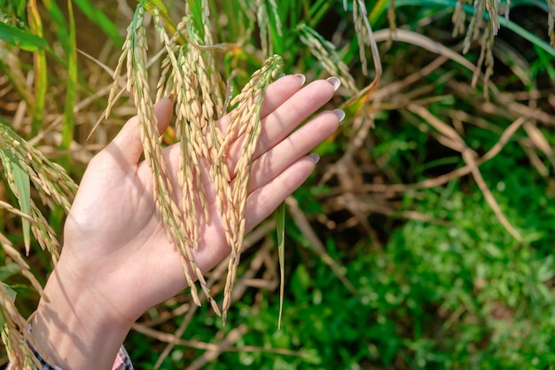 Hand touching rice in a paddy field with warm sunlight