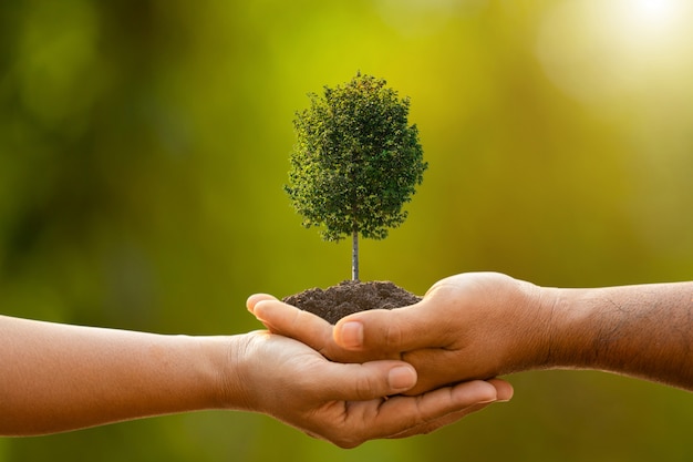 Hand of two people holding tree in soil on outdoor sunlight and green blur  Planting the tree, Save world, or growing and environment concept