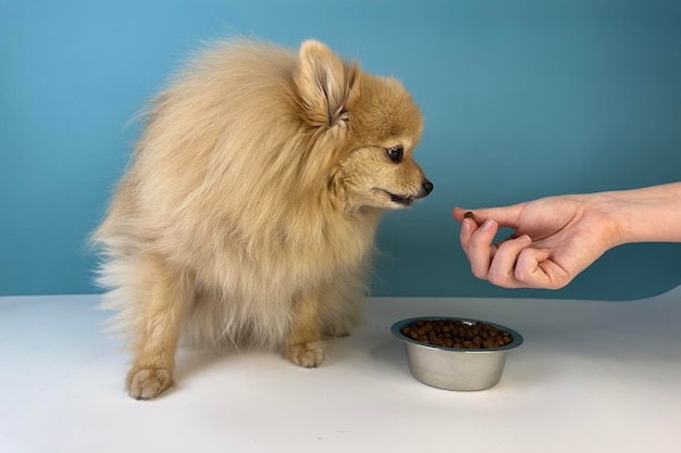 Hand of unrecognisable person is feeding a pet beautiful adorable pomeranian spitz dog little breed