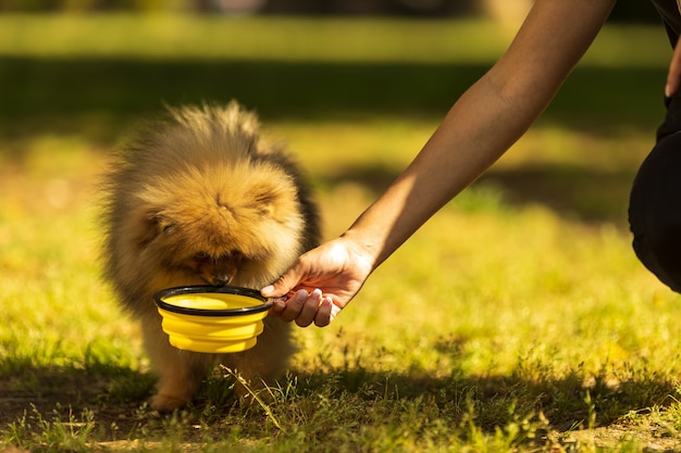 認識できない人の手がポメラニアンスピッツ犬の子犬に餌をやっている緑の草の健康なペットの高品質の写真で屋外のボウルから乾燥食品を食べています