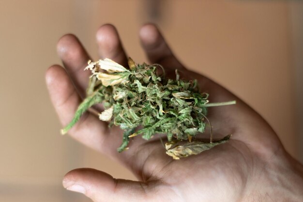 Hand of an unrecognizable person with a freshly cut marijuana bud