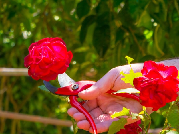 Hand using a shears in a garden