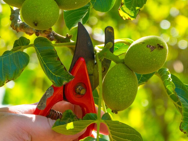 Hand using a shears in a garden