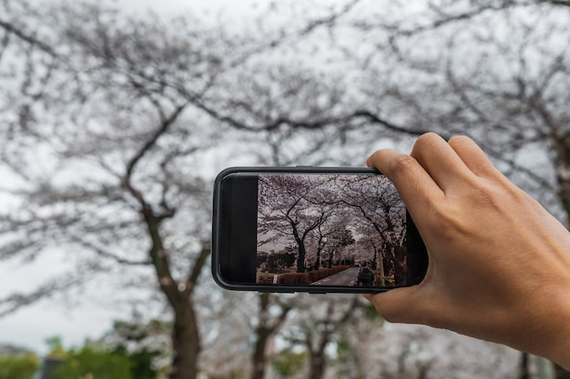 Hand using smartphone to taking a photo of spring cherry blossoms 