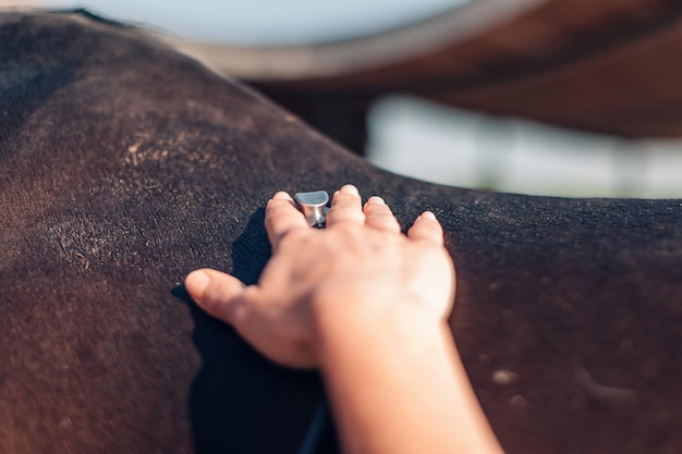 Hand van de dierenarts die een stethoscoop op de rug van het paard plaatst om de veterinaire controle van de adem van het dier te onderzoeken