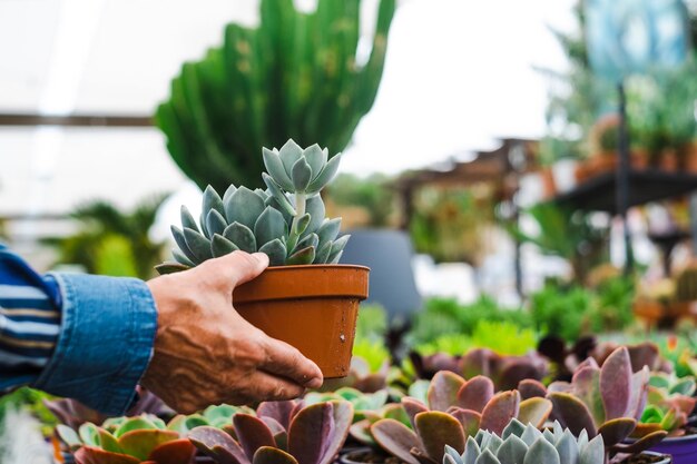 Hand van een blanke vrouw die een vetplant vasthoudt terwijl ze geniet van winkelen in de kas