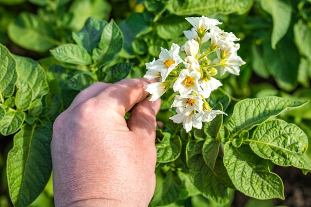 Hand van een boer die aardappelbloemen op het veld houdt