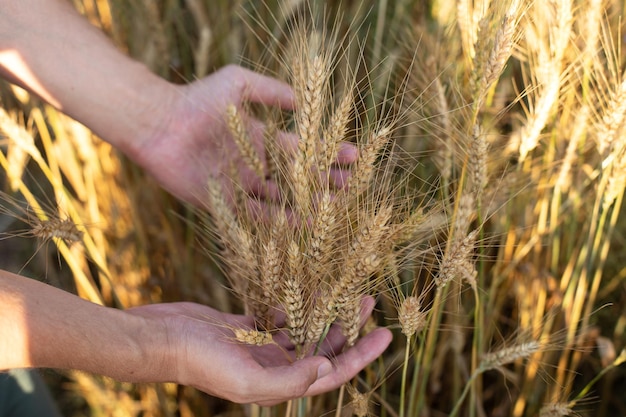 Hand van een boer die rijpende tarweoren aanraakt in het tarweveld Oogstconcept