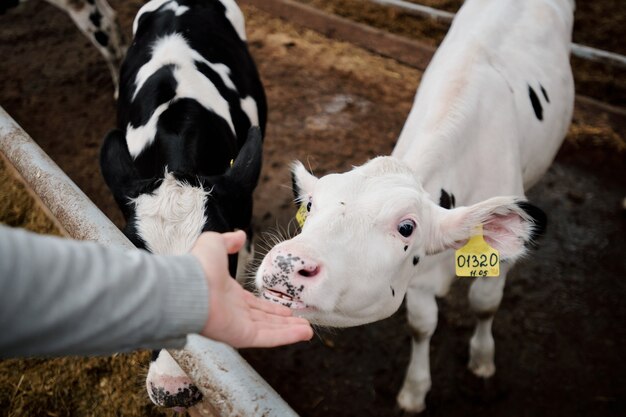 Hand van een jonge werknemer van een grote hedendaagse dierenboerderij die een puur wit kalf aanraakt of knuffelt dat aan de rand van de paddock staat