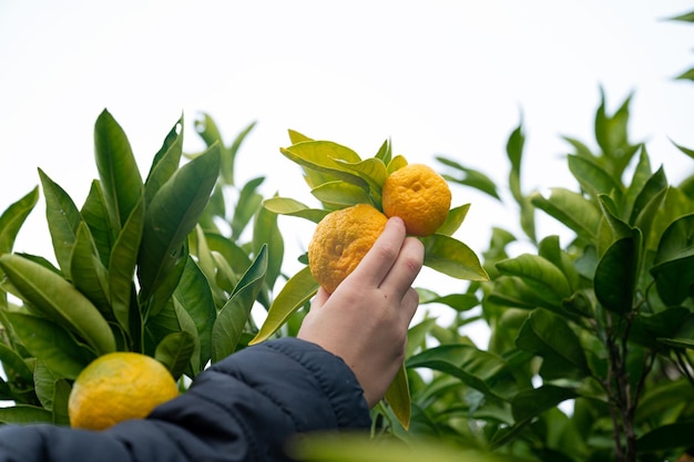 Hand van een kind dat rijpe mandarijnen uit een boom plukt