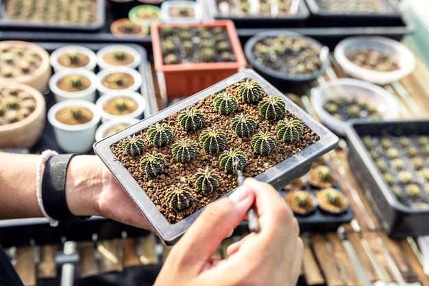 Hand van een vrouw die een cactuspot vasthoudt. Close-up van een vrouwelijke tuinman die vetplanten overplant in een glazen vaas om een botanisch florarium te creëren.